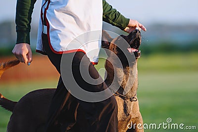 Beloved dog breed Belgian shepherd dog in competitions. Stock Photo