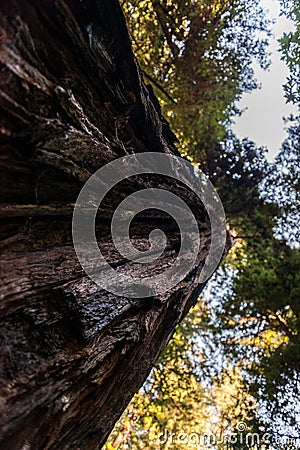 Below view of the detail of the rough bark of one of the towering trees of Avenue of the Giants, California, USA Stock Photo