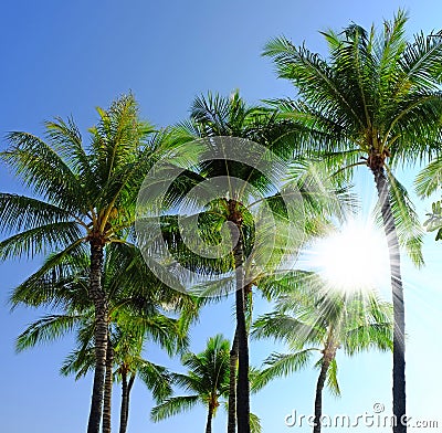 Below view of a group of palm trees isolated against blue sky background with sun rays and sunbeams during summer Stock Photo