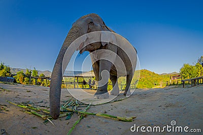 Below view of young elephant walk near the riverbank in the nature, in Elephant jungle Sanctuary, in Chiang Thailand Editorial Stock Photo