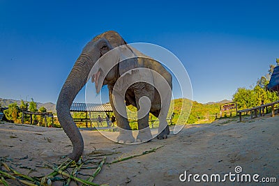 Below view of young elephant walk near the riverbank in the nature, in Elephant jungle Sanctuary, in Chiang Thailand Editorial Stock Photo