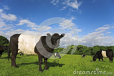 Belted Galloway Stock Photo