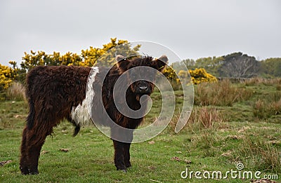 Belted Galloway Calf on Moorland in Yorkshire England Editorial Stock Photo