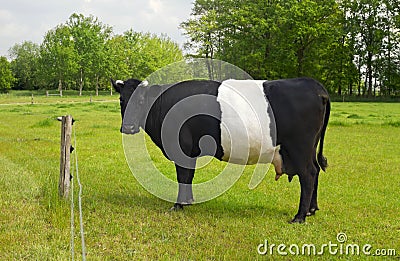Belted Galloway Cow with distinctive white stripe Stock Photo