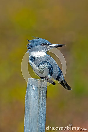 Belted Kingfisher Stock Photo