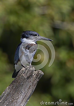 A Belted Kingfisher fishing from atop a post in Canada Stock Photo