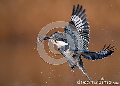 A Belted Kingfisher Portrait Stock Photo