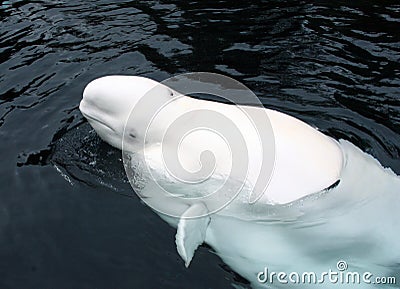 Beluga whale Stock Photo