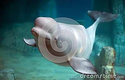 Beluga whale Stock Photo