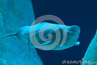 Beluga whale Stock Photo