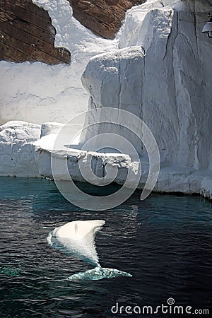 Beluga whale in captivity Stock Photo