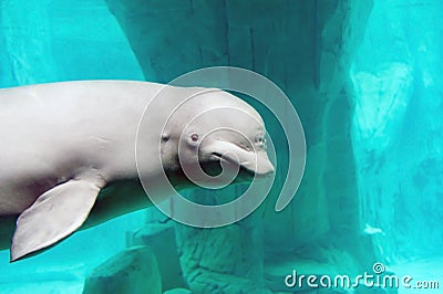 Beluga whale Stock Photo