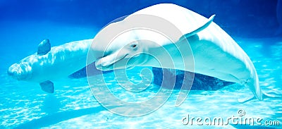 Beluga whales Stock Photo