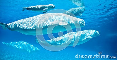 Beluga Whales Stock Photo