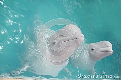 Beluga whales (white whale) in water Stock Photo