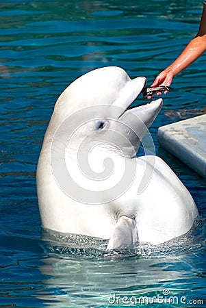 Beluga (White Whale) Stock Photo