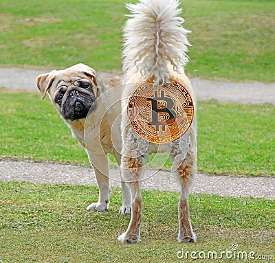 Bemused pedigree pug backside bitcoin cryptocurrency Stock Photo