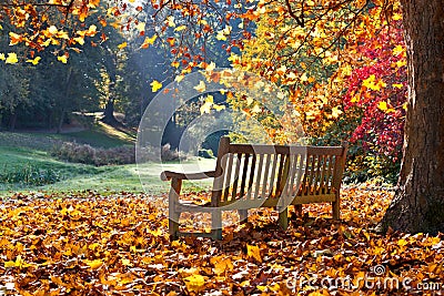 Bench in autumn park. Stock Photo