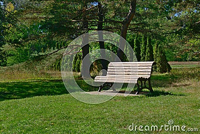 A bench in a beautiful park with a background of tanks of long trees and pine trees. relaxation, destressing, hope, happiness Stock Photo