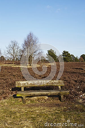 Bench into heathland in spring Stock Photo