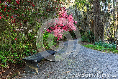 Bench and Pathway Through Azalea Garden SC Stock Photo