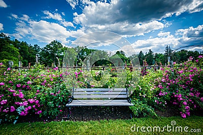 Bench and rose gardens at Elizabeth Park, in Hartford, Connecticut. Stock Photo