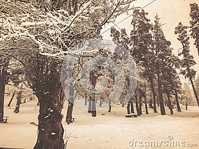 Bench in the snow under a tree. Snowfall. Trees in the snow. Mountain ski resort Bakuriani Stock Photo