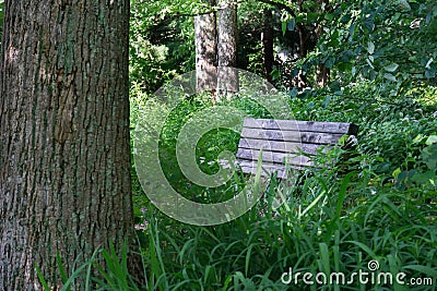 Bench in the Woods Stock Photo