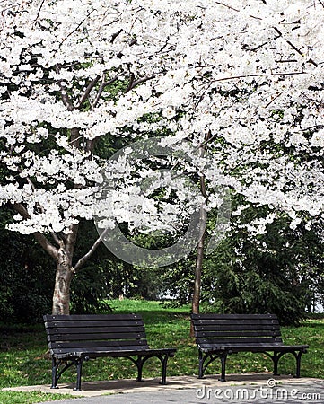 Benches Under the Blossoms Stock Photo