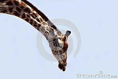 Bending giraffe Stock Photo