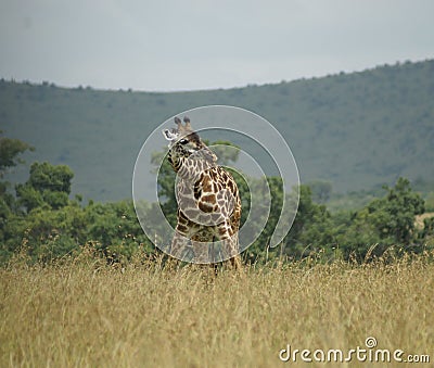 Bending giraffe Stock Photo