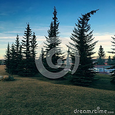 Bending tree top Stock Photo