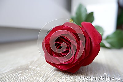 Beneath the beauty of the rose is an attractive and spellbinding red. Stock Photo