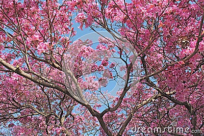 Beneath the Cherry Blossoms Stock Photo