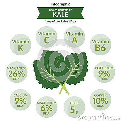 Benefit health of kale, info graphic food, vegetable vector Vector Illustration