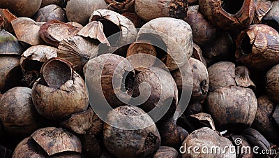 Benefits of Coconut Coir Stock Photo