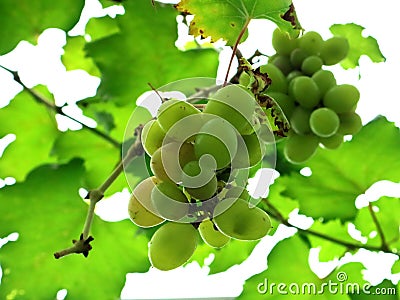 Green grapes in Indonesian farmers' gardens Stock Photo