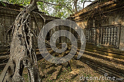 Beng Mealea big tree Stock Photo