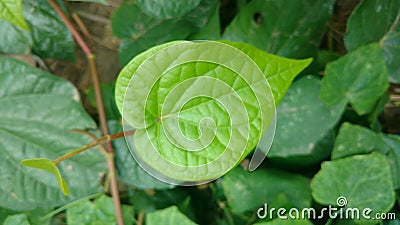 Bengal betel leaf, Piper Betel.It is used for weight loss. Stock Photo