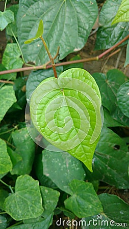 Bengal betel leaf, Piper Betel.It is used for weight loss. Stock Photo