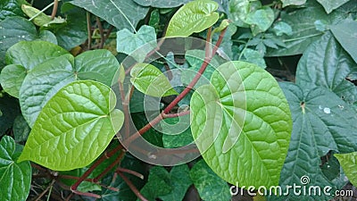 Bengal betel leaf, Piper Betel. It is used for weight loss. Stock Photo