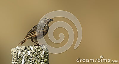 Bengal Bushlark on a concrete slab Stock Photo