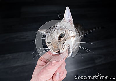 Bengal cat biting finger when feeding Stock Photo