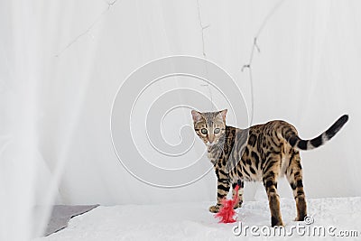 Bengal cat brown spotted Stock Photo