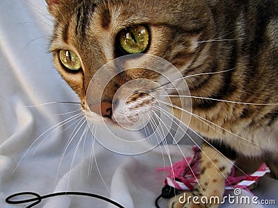 Bengal cat: close up with magnificent eyes Stock Photo