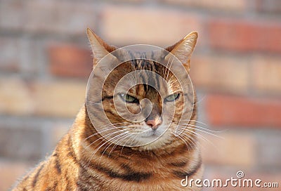 Bengal Cat Stock Photo