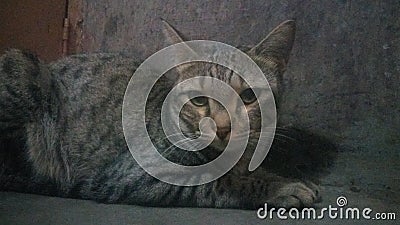 Bengal cat Stock Photo