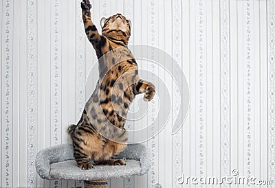 Bengal cat jumping Stock Photo