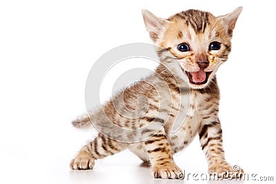 Bengal Cat kitten meows isolated Stock Photo
