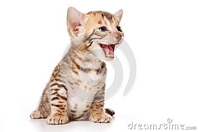 Bengal Cat kitten meows Stock Photo